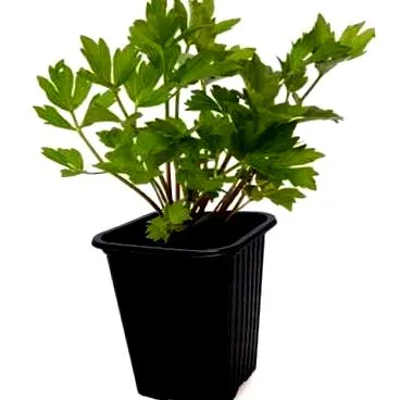 officinale