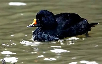 scoter