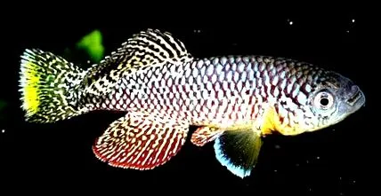 nothobranchius