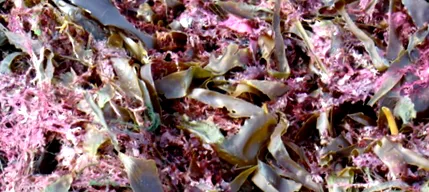 legutóbbi