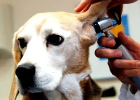 otitis