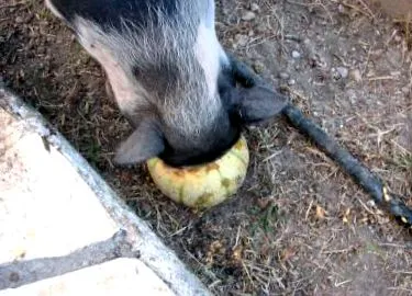 vietnámi törpsős