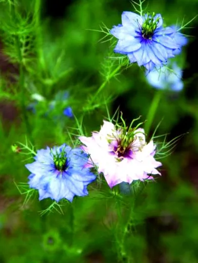 nigella virtuți