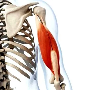 brachialis
