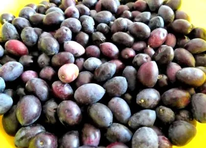 saramură