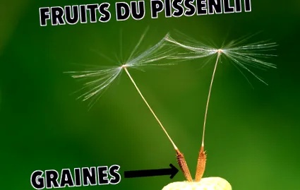 előnyökkel neotáplálkozás
