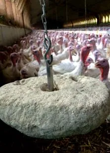 peck