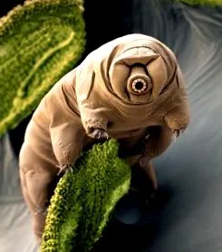 tardigrade