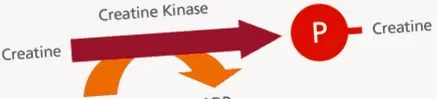 Adjon energiát teljesítményhez