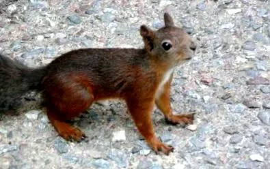 igyunk