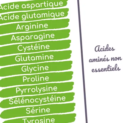 proteine
