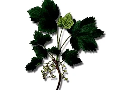 natural santé
