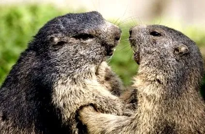 randonnee-accompagnee-marmottes blog