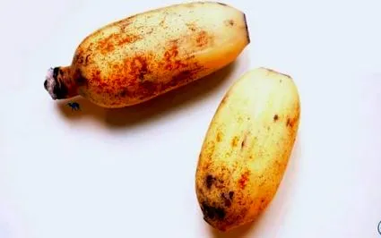 recept renkon
