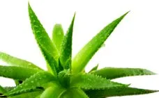 agave