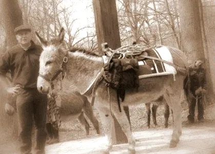 anes egészségügyi