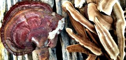 reishi