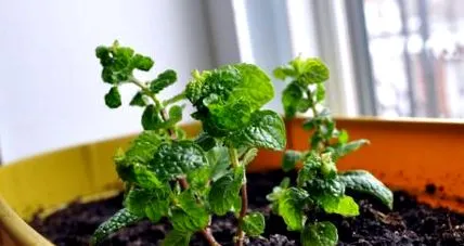 menta