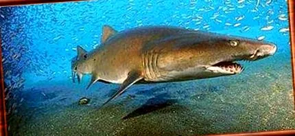carcharias
