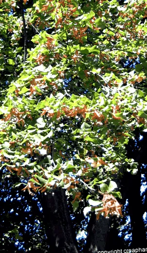 platyphyllos