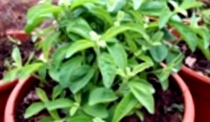 stevia