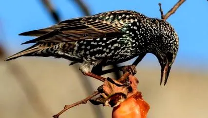 sturnus