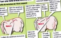 lapte