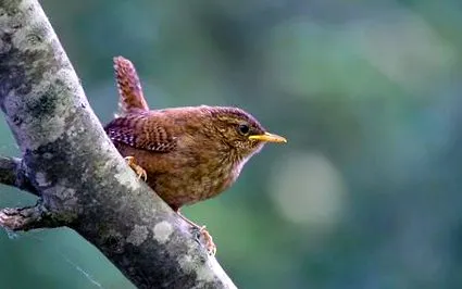 wren