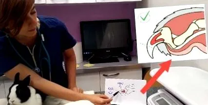 tutorial