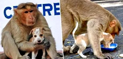 lasă cățeluș