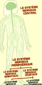 sistemului