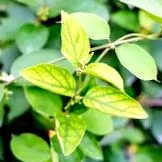 pentru plante