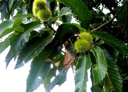 acidophilus