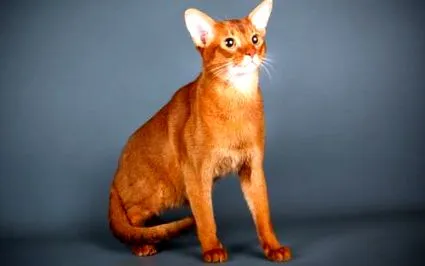 originea