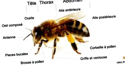 méhecskéim