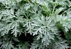 allergia