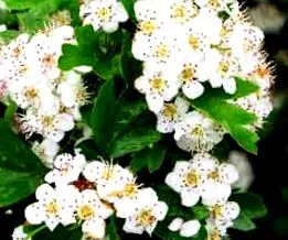 crataegus