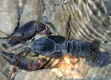 austropotamobius