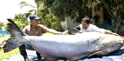 élelmiszer panga