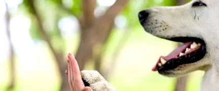 sănătatea