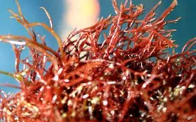 mare lichen