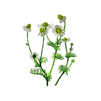 matricaria