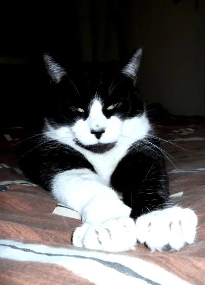 macska
