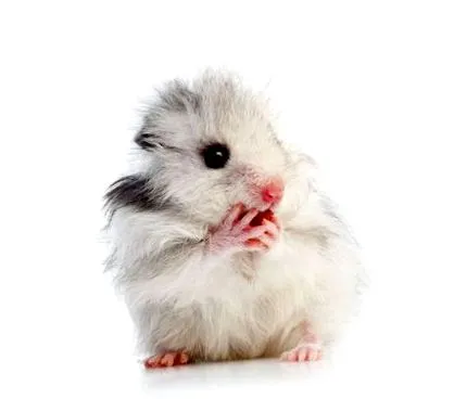 hamsterii