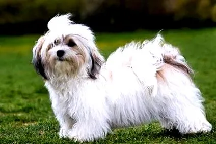 bichon tanácsok