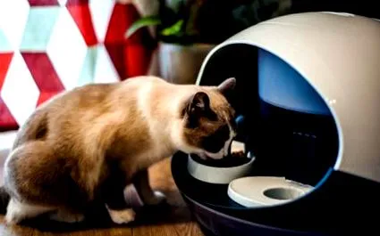 catspad