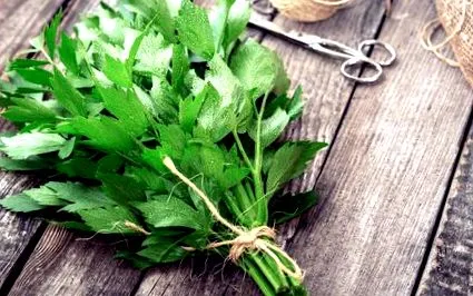 lovage