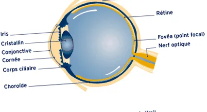 retina egyén élete