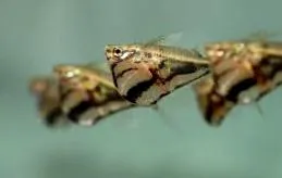 carnegiella