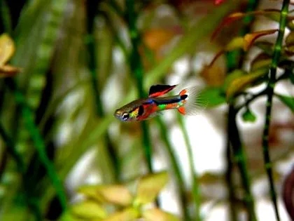 fish